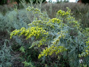 Artemisia absinthium L. (семейство Asteraceae)  Полынь горькая.Лечение алкоголизма